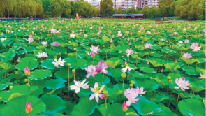 沈阳北塔公园荷花竞相绽放